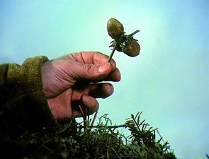 Sluha Vincek přináší Popelce tři oříšky ze své cesty do města. Sluha Vincek přináší Popelce tři oříšky ze své cesty do města.